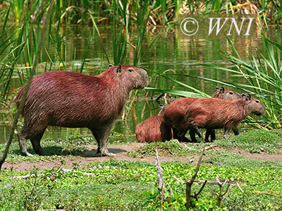 Capybara (Hydrochoerus hydrochaeris)